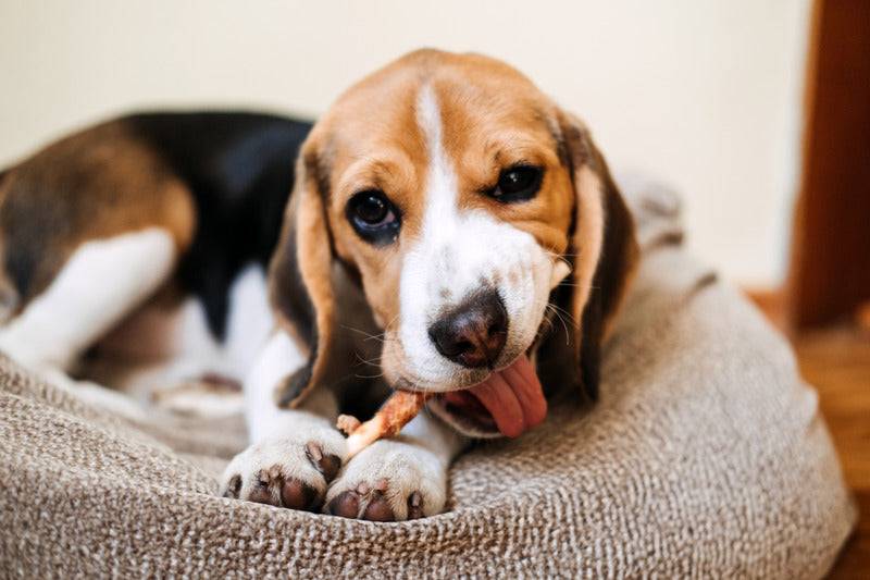 Nestor - Friandises Bio Sans Céréales au Poulet pour Chien - Imagen 3