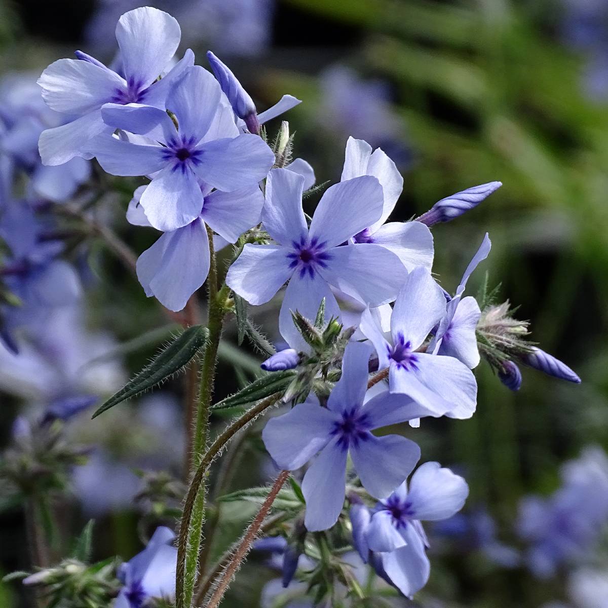 Phlox divaricata Chattahoochee Godet de 8/9 cm