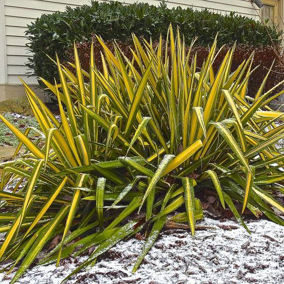 Yucca flaccida Golden Sword Pot de 2L/3L - Image 1