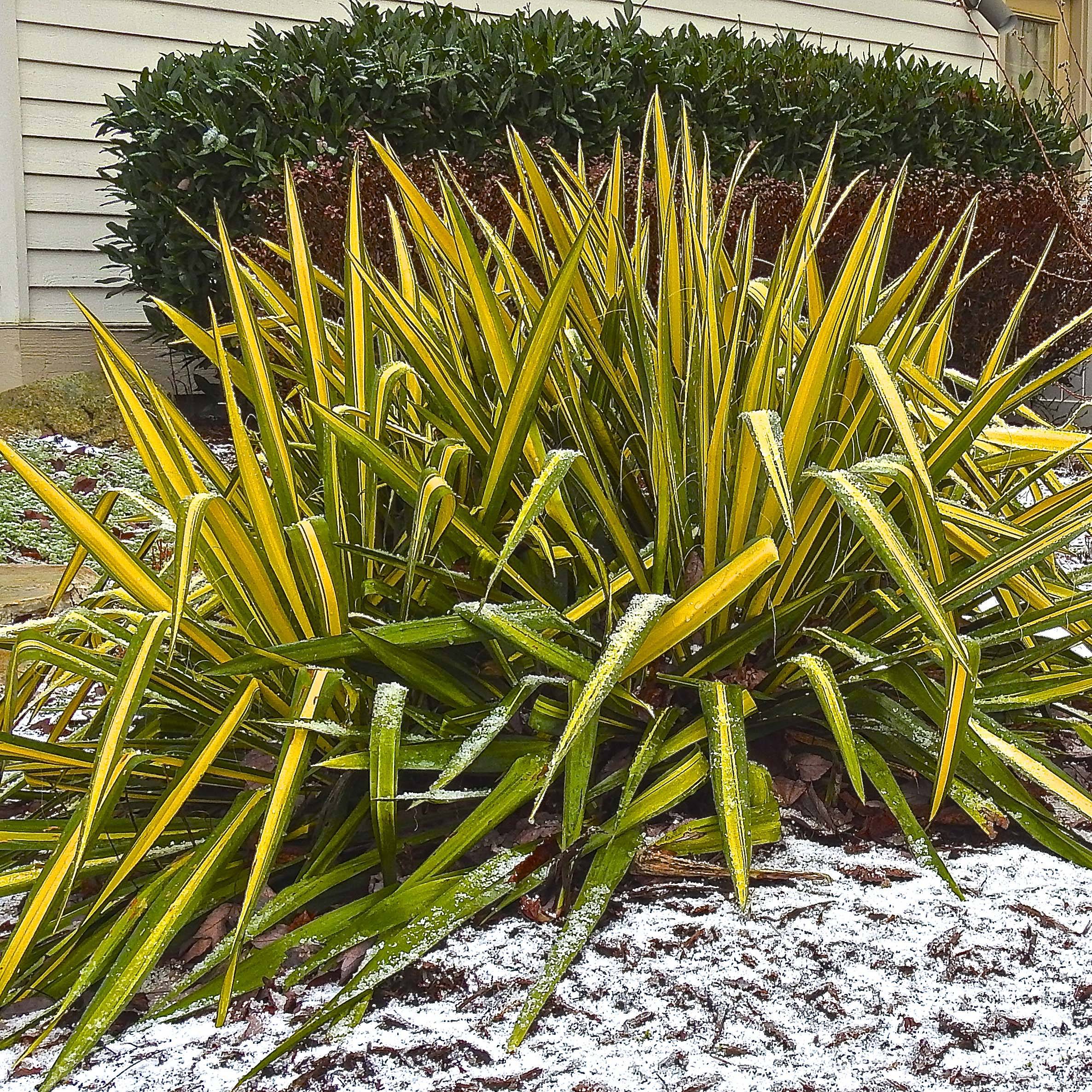 Yucca flaccida Golden Sword Pot de 2L/3L - Image 1