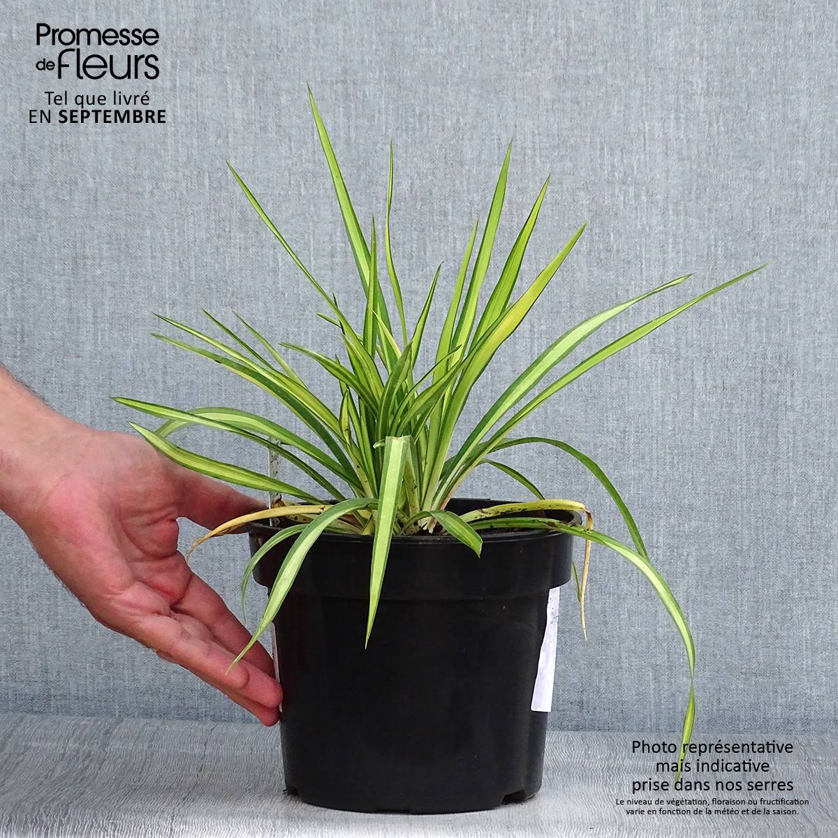 Yucca flaccida Golden Sword Pot de 2L/3L - Image 2