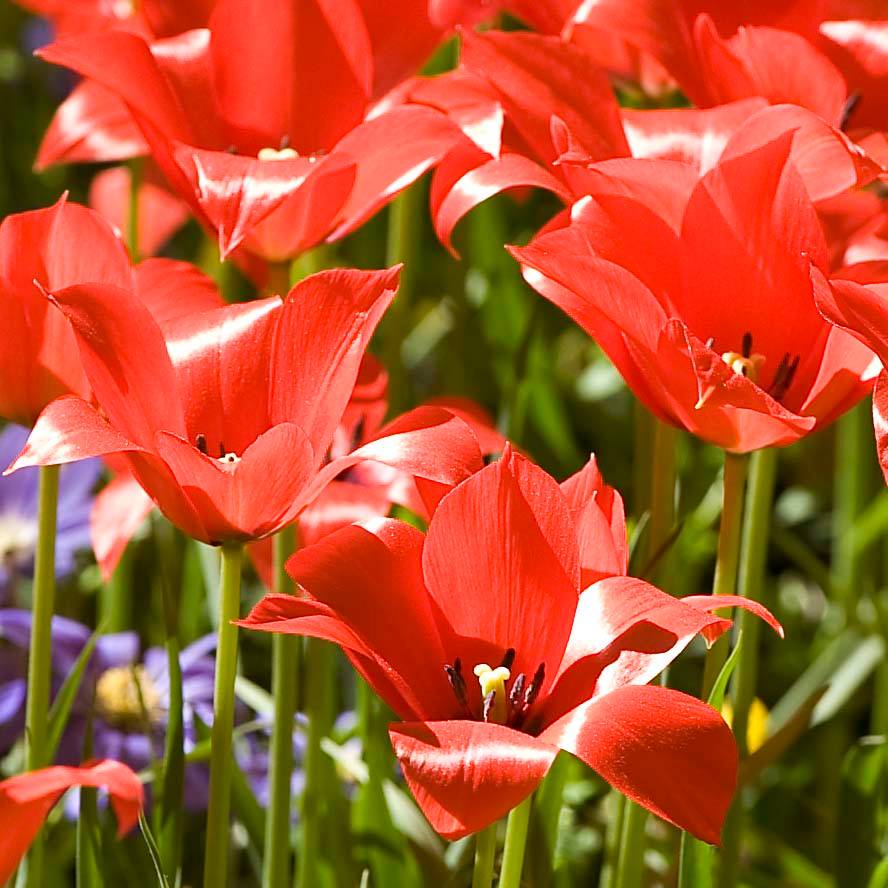 Promesse de Fleurs - Tulipe botanique linifolia Bulbe calibre 5+ (par 10)