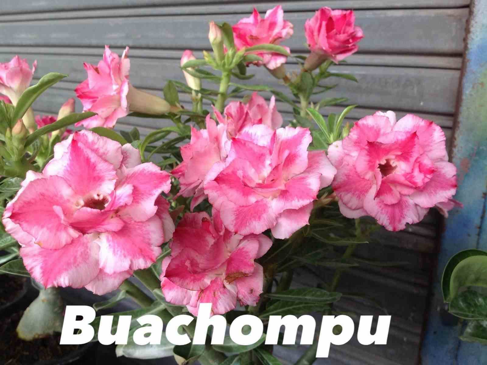 Sans Marque - Adenium obesum cv. Bauchompu Caudex d'environ 300g 20/25cm