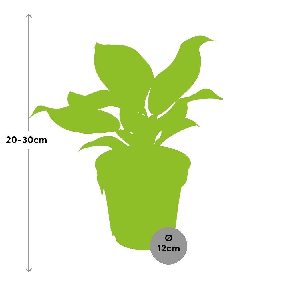 La Green Touch - Philodendron Imperial Red 25cm - Plante d'intérieur- La Green Touch - Imagen 3
