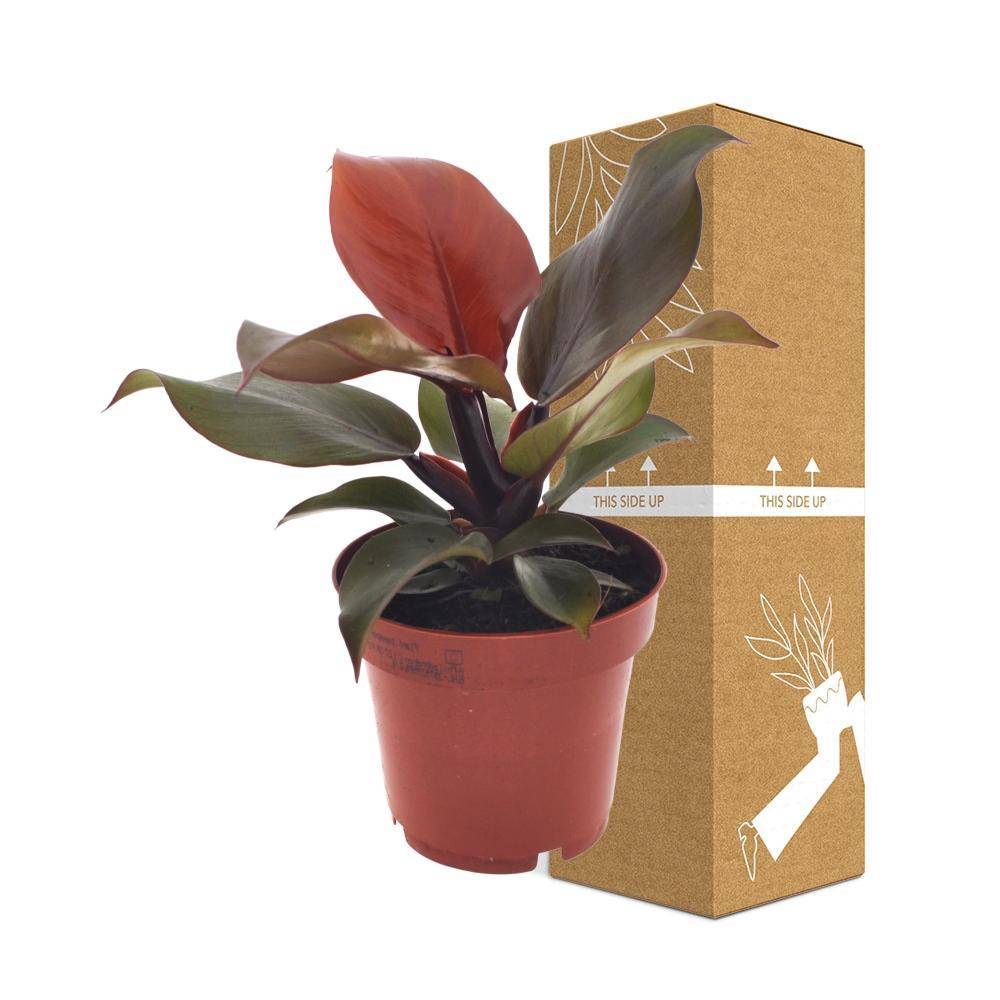 La Green Touch - Philodendron Imperial Red 25cm - Plante d'intérieur- La Green Touch - Imagen 4