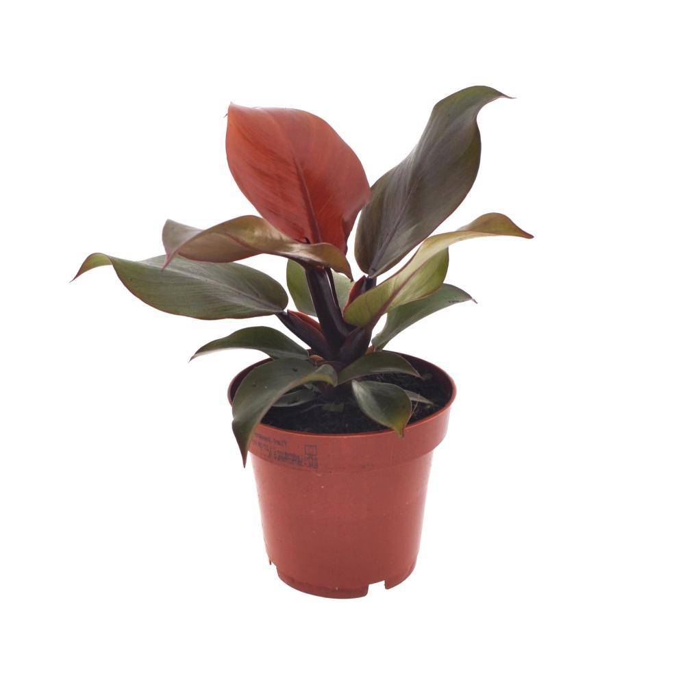 La Green Touch - Philodendron Imperial Red 25cm - Plante d'intérieur- La Green Touch - Imagen 1