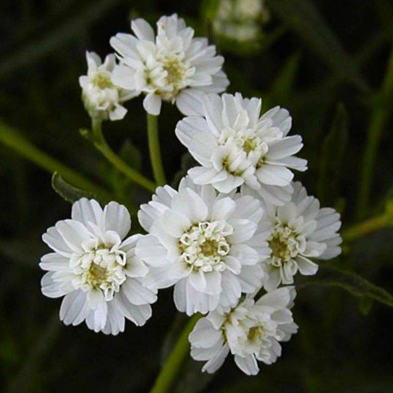 3 Achillées Ptarmique 'Boule de Neige' (Achillea Ptarmica) - Lot de 3 vivaces - Pépinières Naudet - Imagen 1