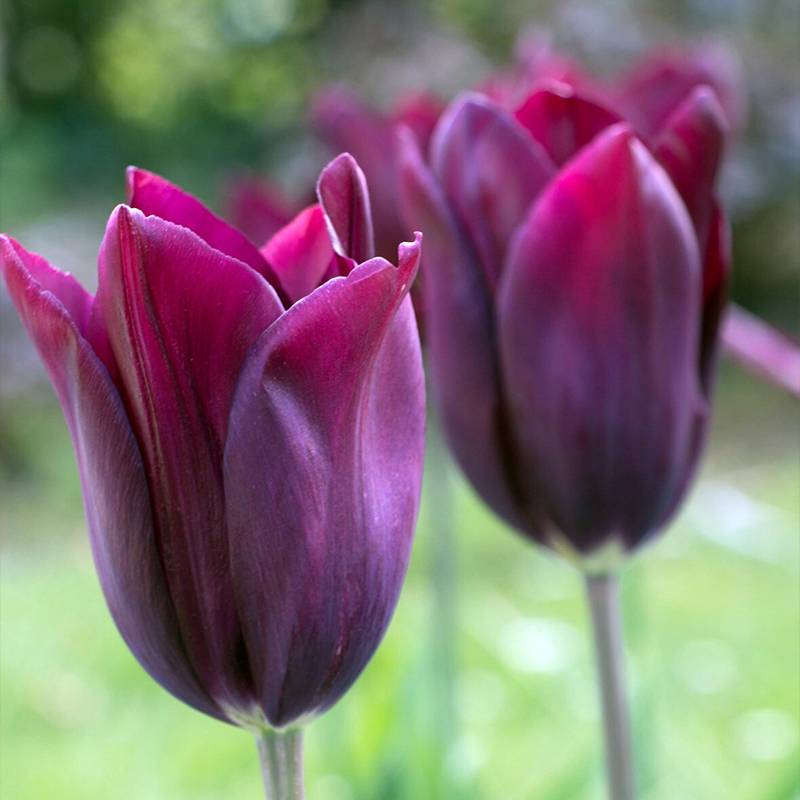 Promesse de Fleurs - Tulipe Fleur de Lis Merlot Bulbe calibre 11+ (par 10)