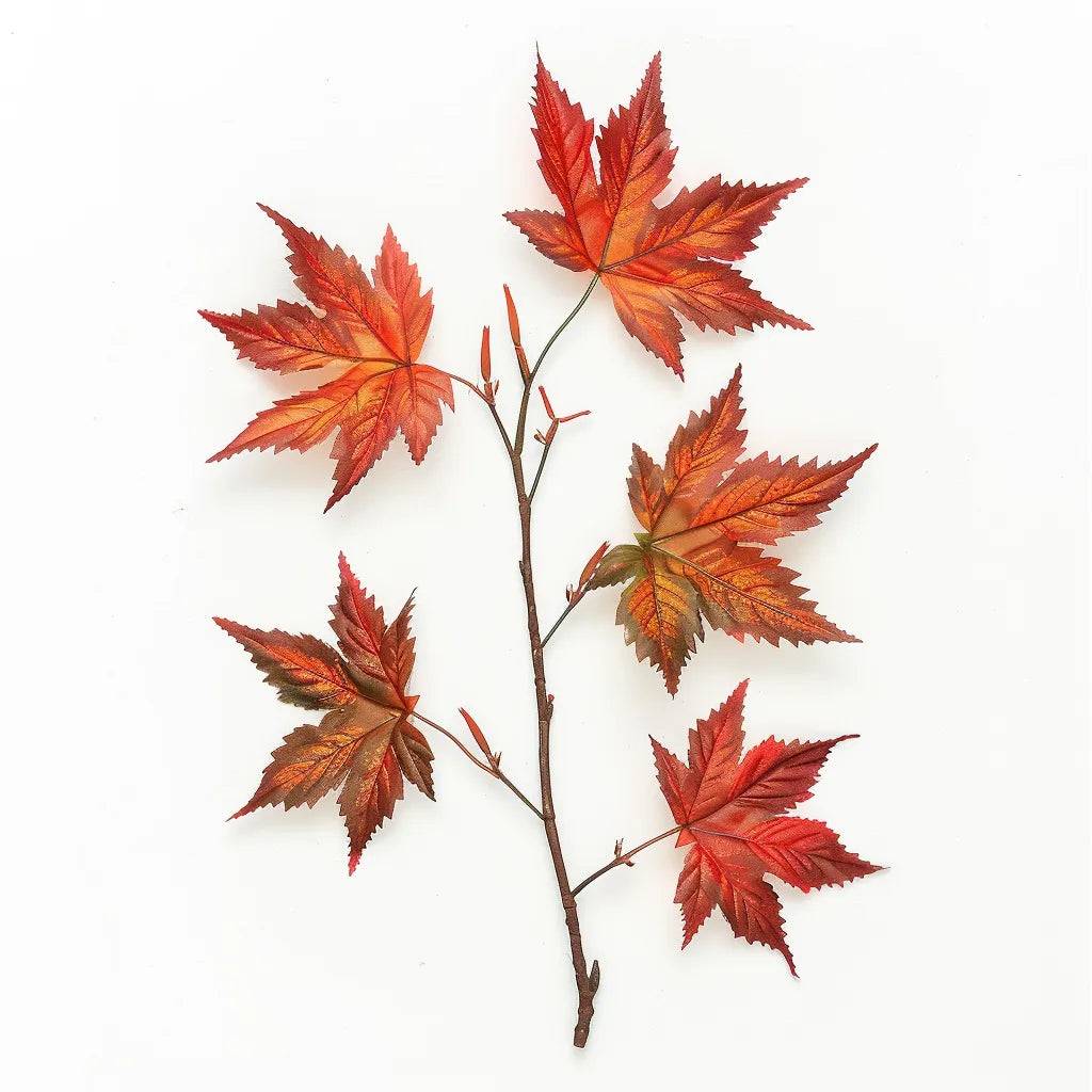10 Graines d'érable du Japon (Acer palmatum) - SemiSauvage Permaculture - Image 1