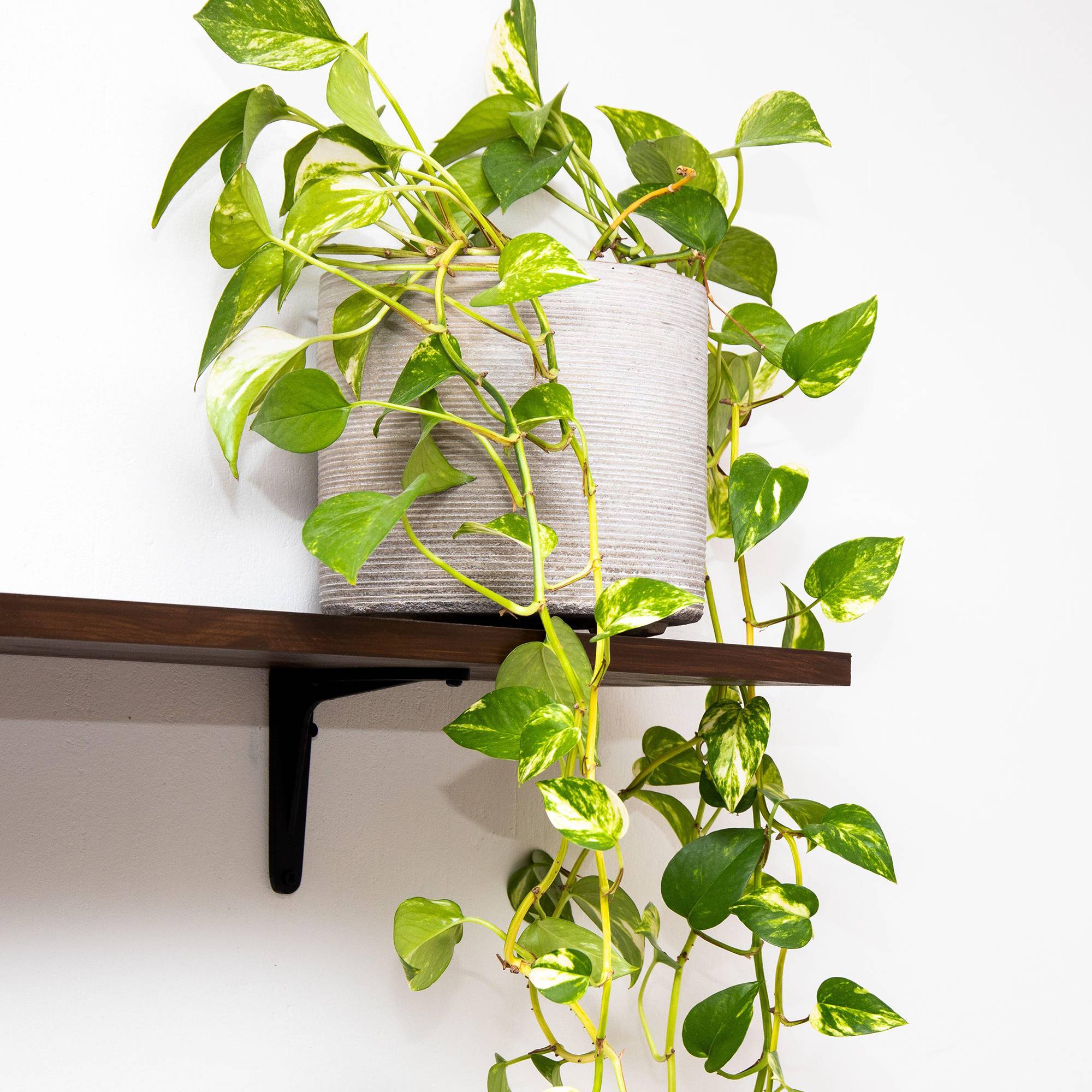 Gardenersdream - Epipremnum Aureum | Plante De Maison Panachée | Plante Tropicale Dans Un Panier Suspendu 15 Cm - GardenersDream - Imagen 1