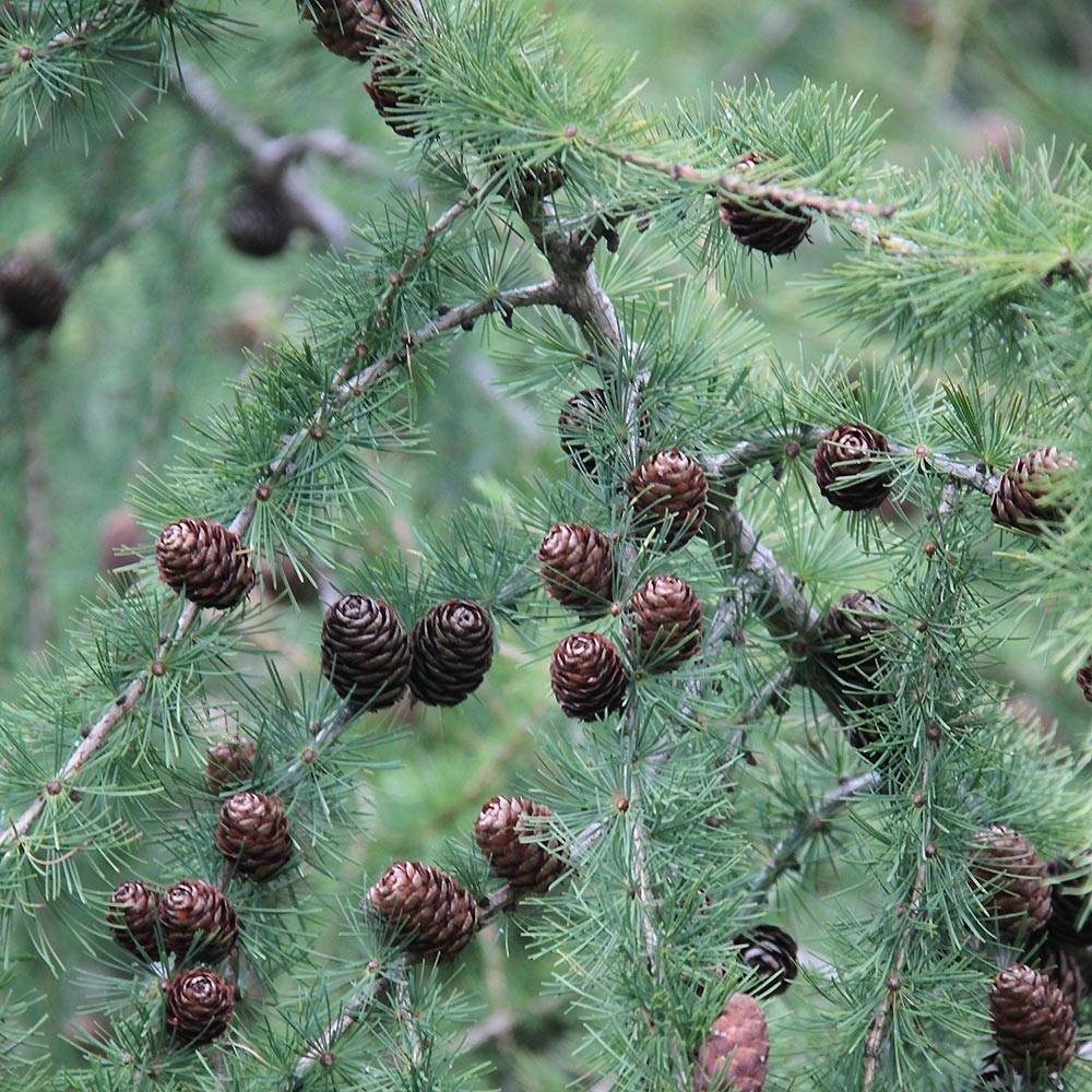 Promesse de Fleurs - Larix decidua - Mélèze d'Europe Pot de 4L/5L