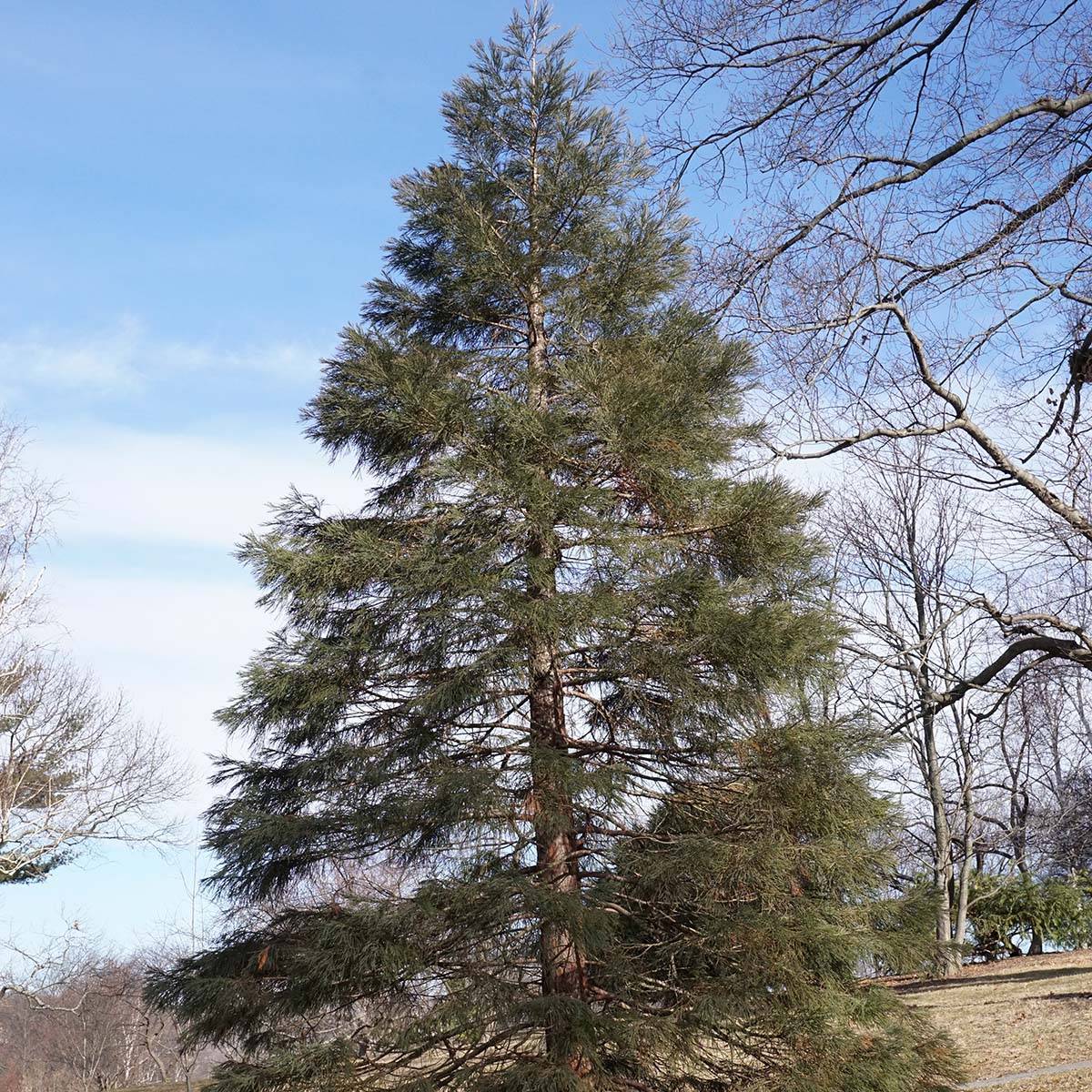 Sequoiadendron giganteum - Séquoia géant Pot de 2L/3L - Image 1