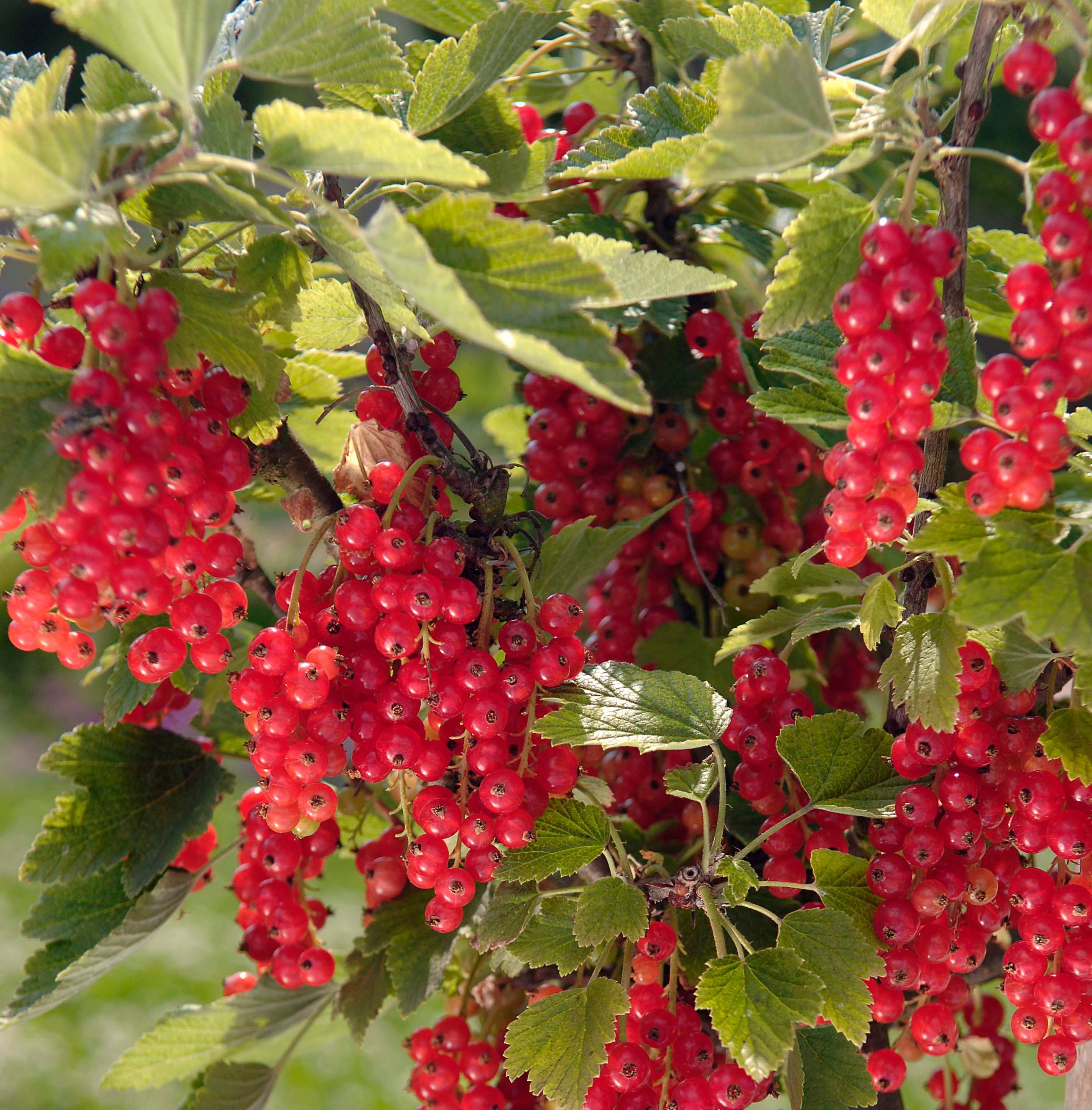 Promesse de Fleurs - Groseillier raisin Agate Rouge - Georges Delbard Pot de 2L/3L, Buisson