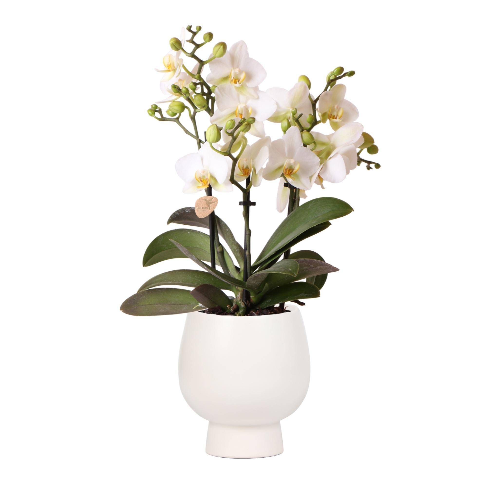La Green Touch - Orchidée blanche et son pot- La Green Touch Blanc - Hauteur 35cm - Imagen 1