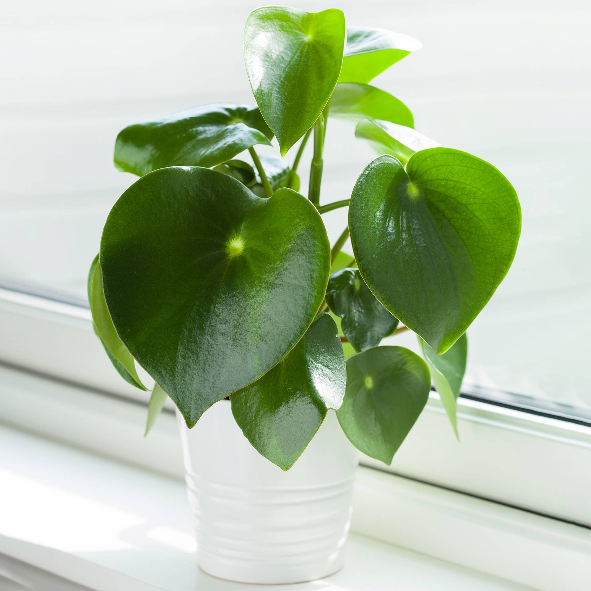 Gardenersdream - Peperomia Polybotrya Raindrop | Plante D'Intérieur Compacte Idéale (20-30 Cm Pot Inclus)  - GardenersDream - Imagen 1