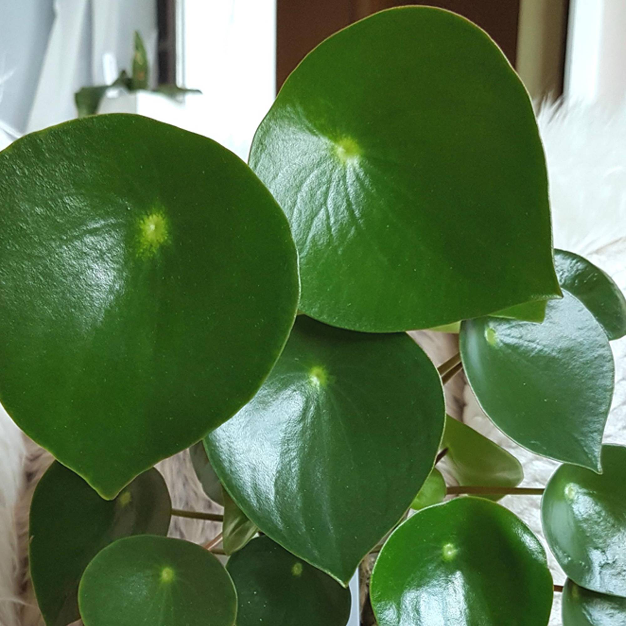 Gardenersdream - Peperomia Polybotrya Raindrop | Plante D'Intérieur Compacte Idéale (20-30 Cm Pot Inclus)  - GardenersDream - Imagen 2