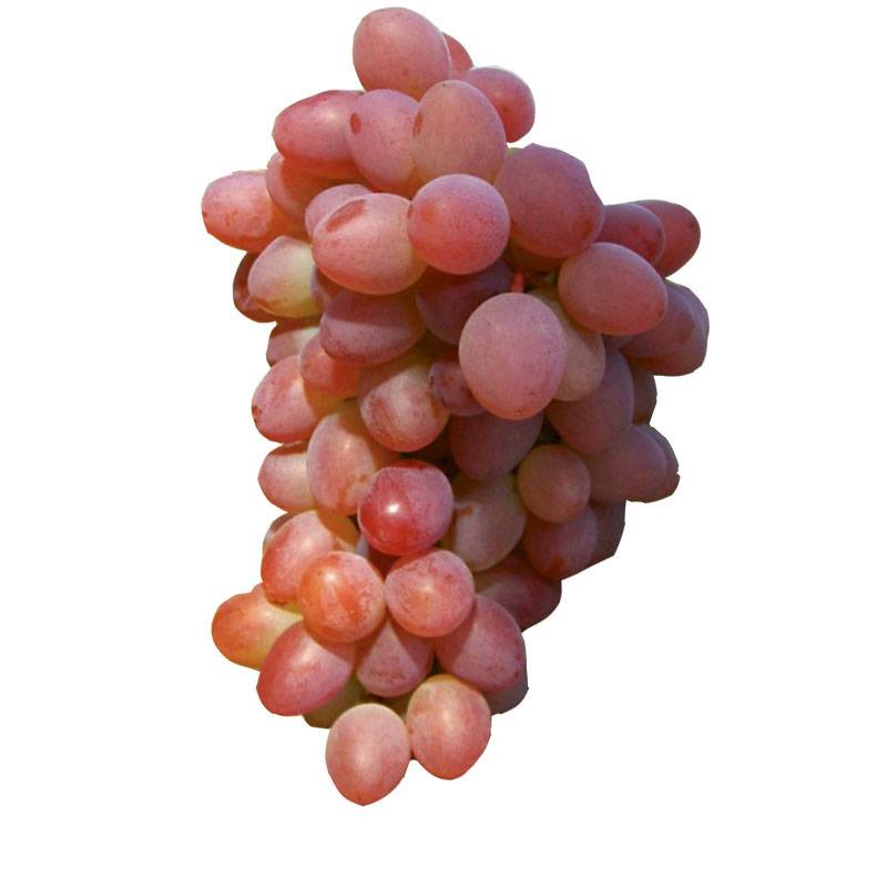 Vigne Katharina Pot de 4L/5L