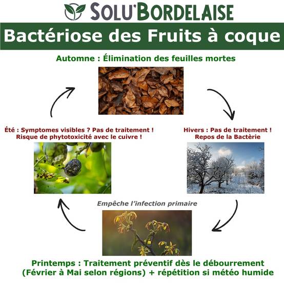 Solu'Bordelaise - 5 kg de Bouillie Bordelaise - Bactériose des Fruits à coque - Utilisable Agriculture Biologique - 5 Sachets Refermable de 1 kg - Image 2