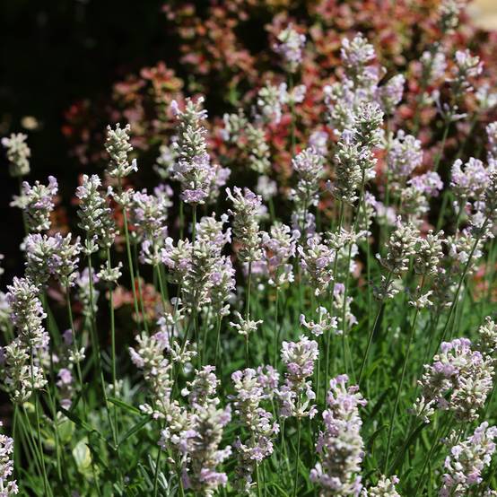 Lavande vraie Loddon Pink - Lavandula angustifolia Godet de 8/9 cm