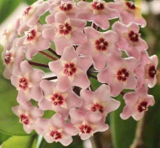 Sans Marque - Hoya carnosa (fleurs roses) (Fleur de porcelaine, fleur de cire) Couleur floraison:Rose - Taille:Pot de 2 litres - 20/40 cm