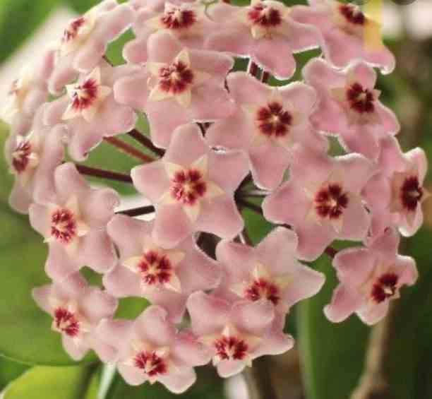 Sans Marque - Hoya carnosa (fleurs roses) (Fleur de porcelaine, fleur de cire) Couleur floraison:Rose - Taille:Pot de 2 litres - 20/40 cm