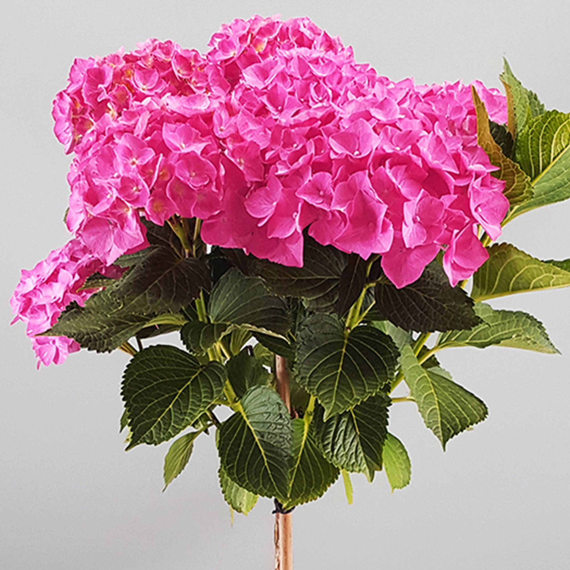 Gardenersdream - Hortensia macrophylla arbre patio rose, pot 3L, 50-90 cm - parfait pour terrasses et jardins - GardenersDream - Imagen 2