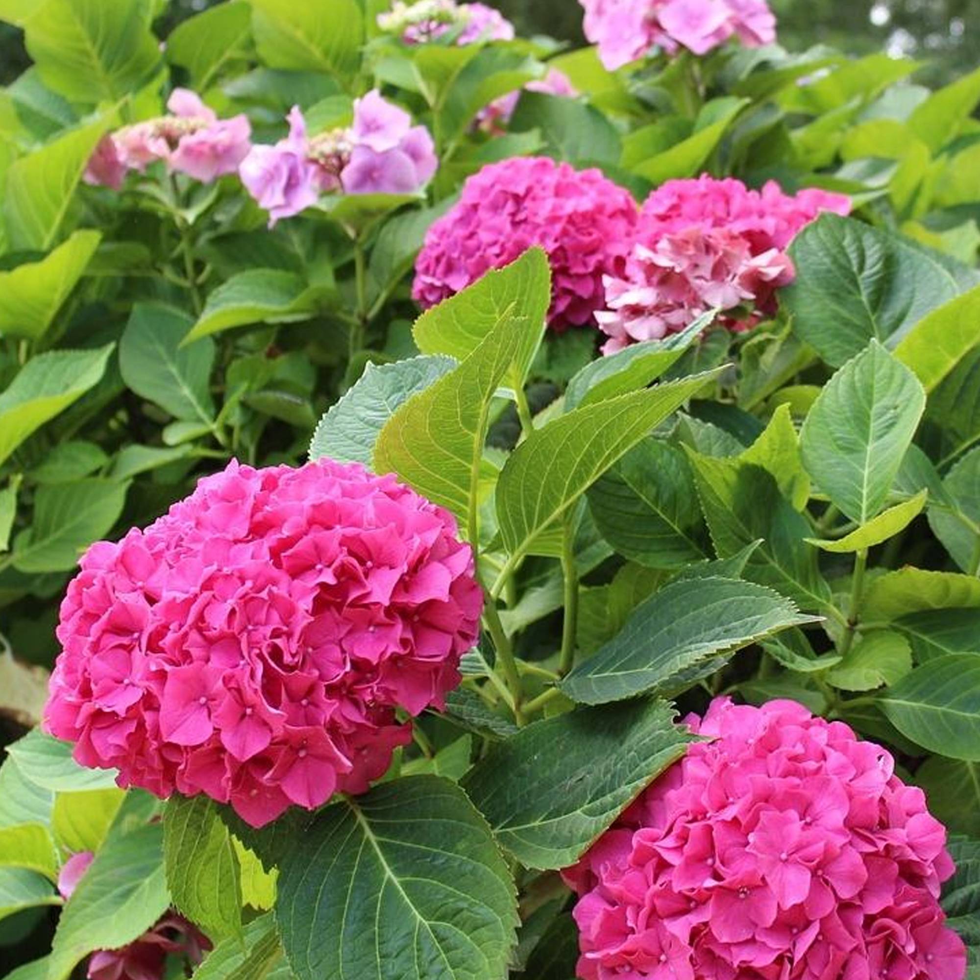 Gardenersdream - Hortensia macrophylla arbre patio rose, pot 3L, 50-90 cm - parfait pour terrasses et jardins - GardenersDream - Imagen 4