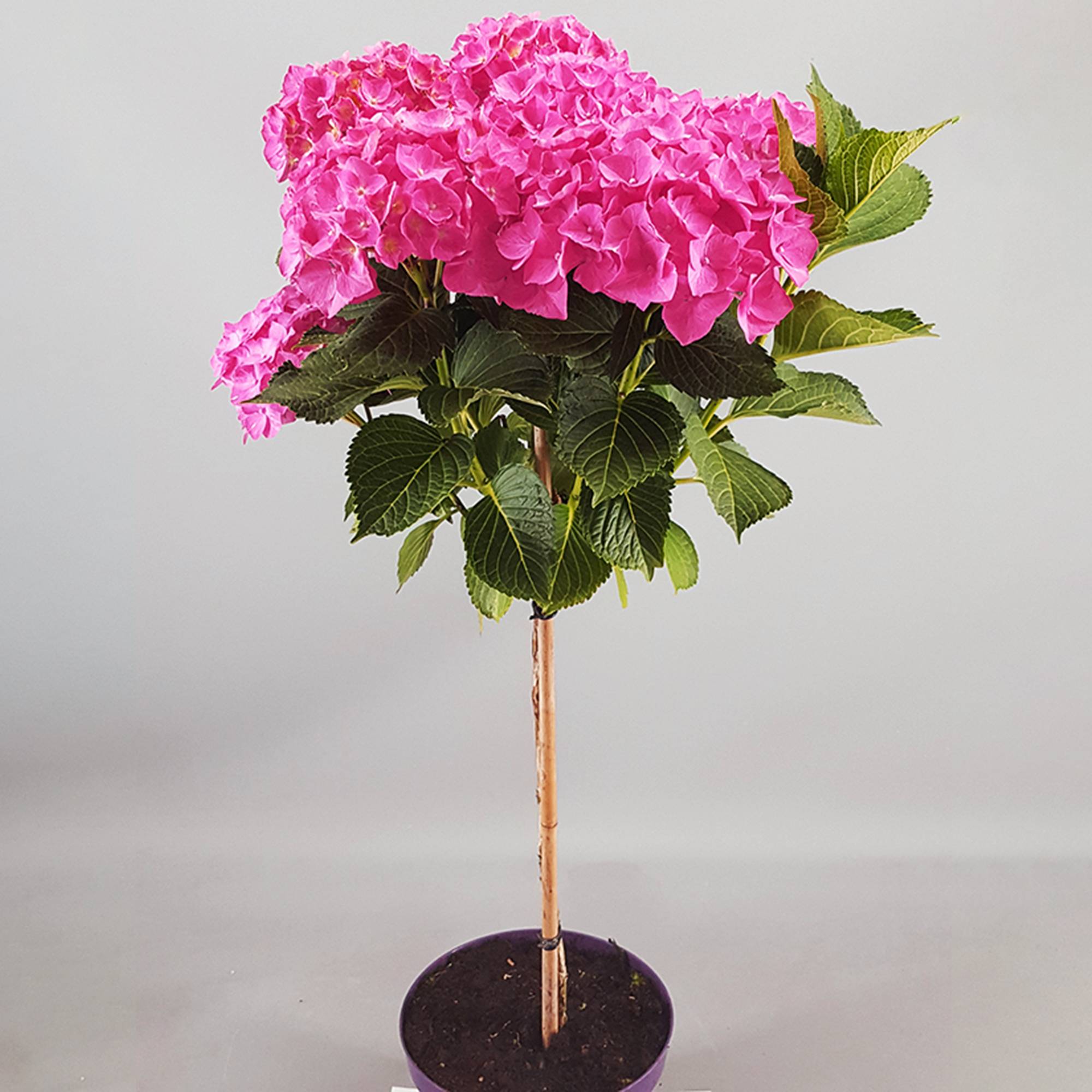 Gardenersdream - Hortensia macrophylla arbre patio rose, pot 3L, 50-90 cm - parfait pour terrasses et jardins - GardenersDream - Imagen 3