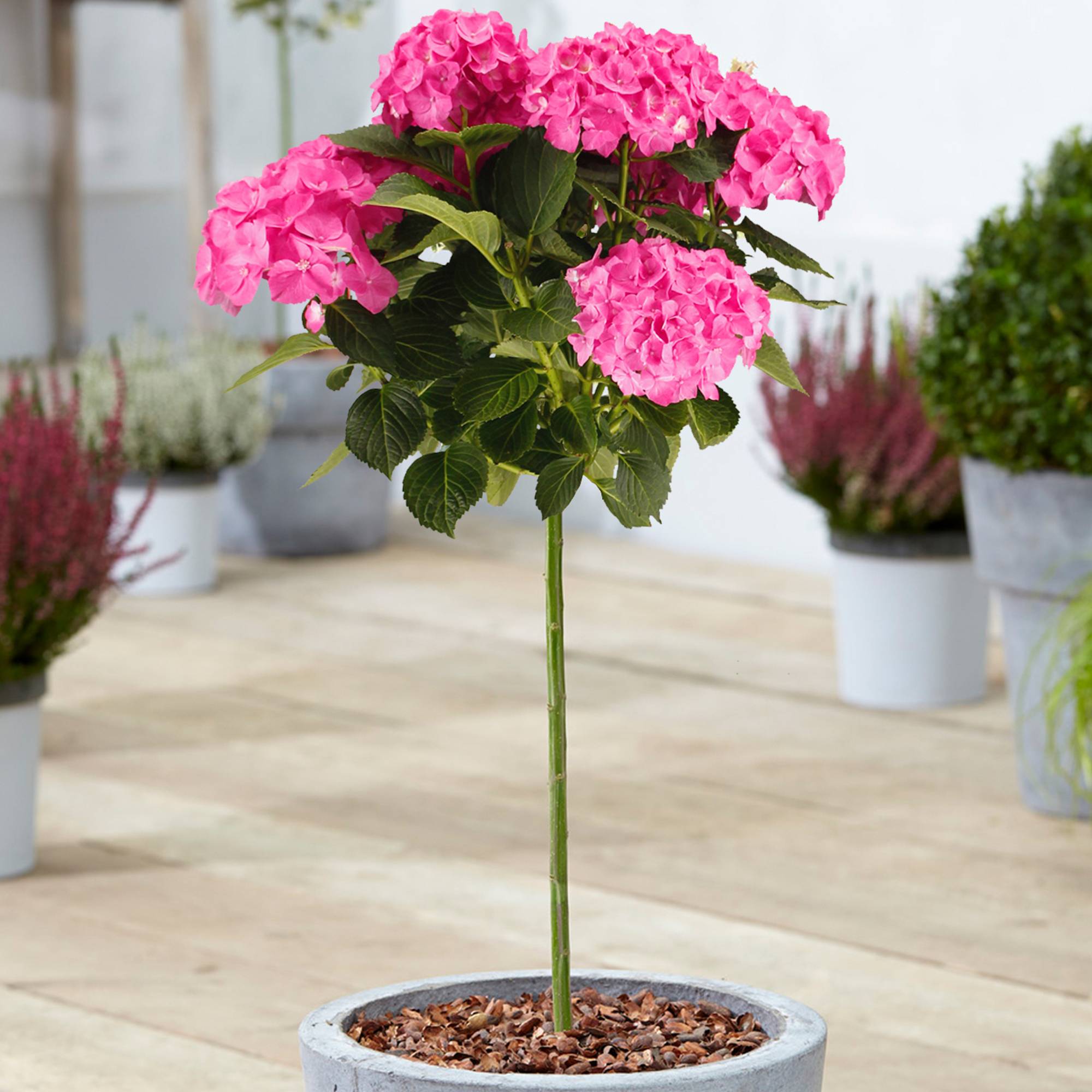 Gardenersdream - Hortensia macrophylla arbre patio rose, pot 3L, 50-90 cm - parfait pour terrasses et jardins - GardenersDream - Imagen 1
