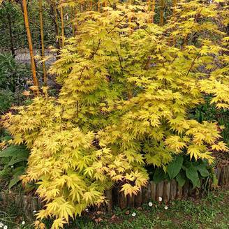 Acer palmatum Orange Dream Godet de 8/9 cm
