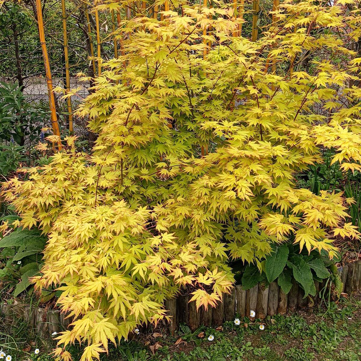 Acer palmatum Orange Dream Godet de 8/9 cm