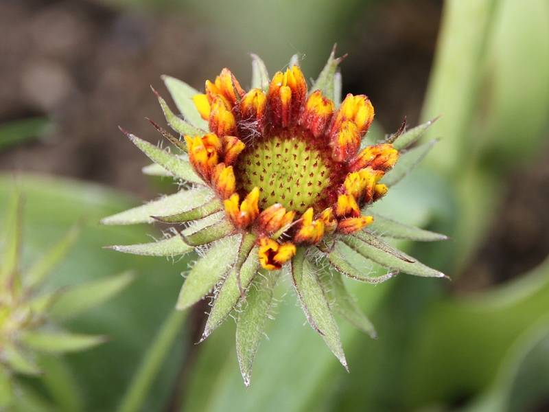 Gaillarde Kobold (Goblin) Godet de 8/9 cm