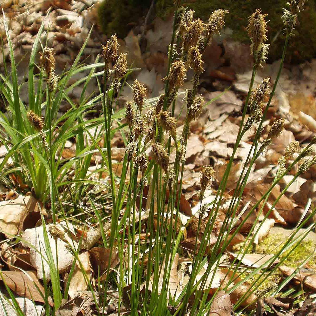 Carex umbrosa - Laîche des ombrages Godet de 8/9 cm