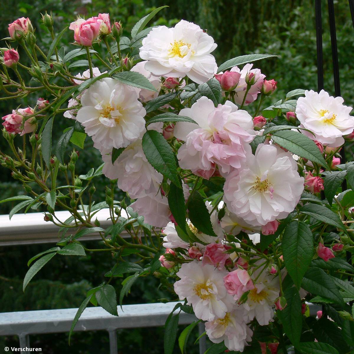 Rosier grimpant Siluetta Sweet Pot de 4L/5L