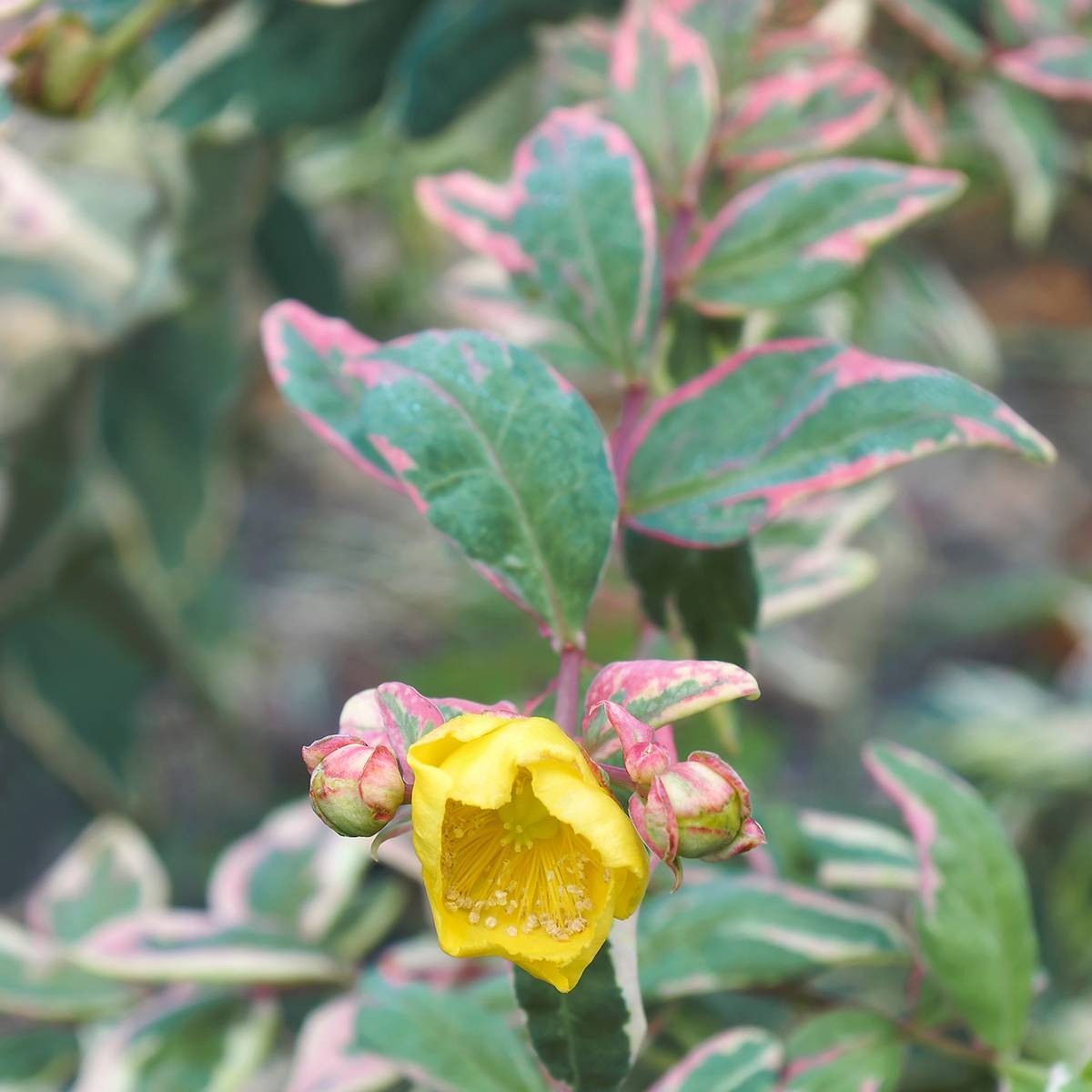 Millepertuis tricolore - Hypericum moserianum Tricolor Godet de 8/9 cm