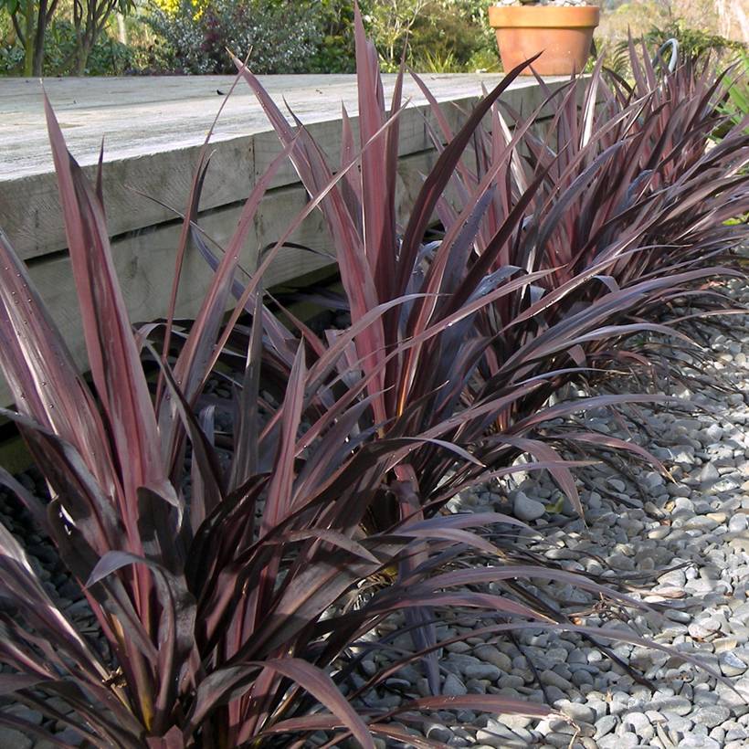Cordyline x banksii Renegade Godet de 8/9 cm