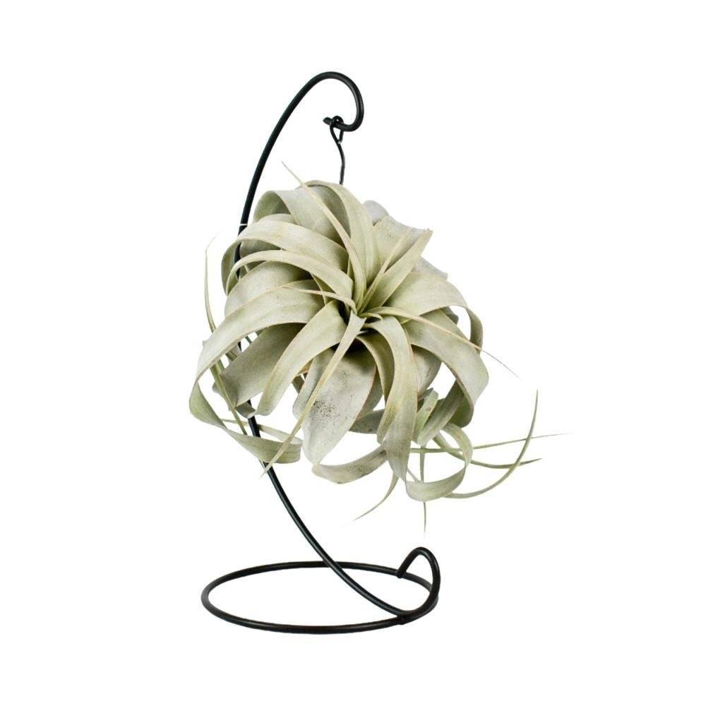 La Green Touch - Tillandsia King Xero 23cm - Plante d'intérieur- La Green Touch - Imagen 3