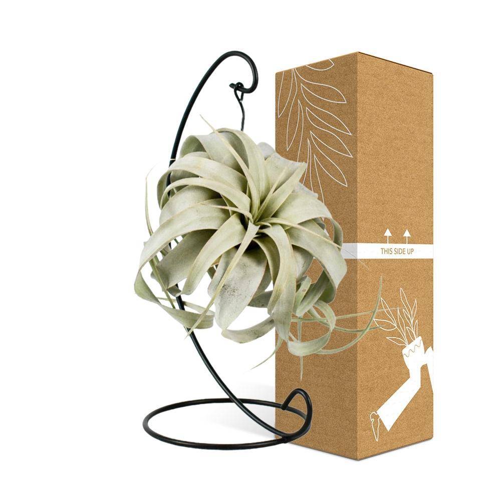 La Green Touch - Tillandsia King Xero 23cm - Plante d'intérieur- La Green Touch - Imagen 5