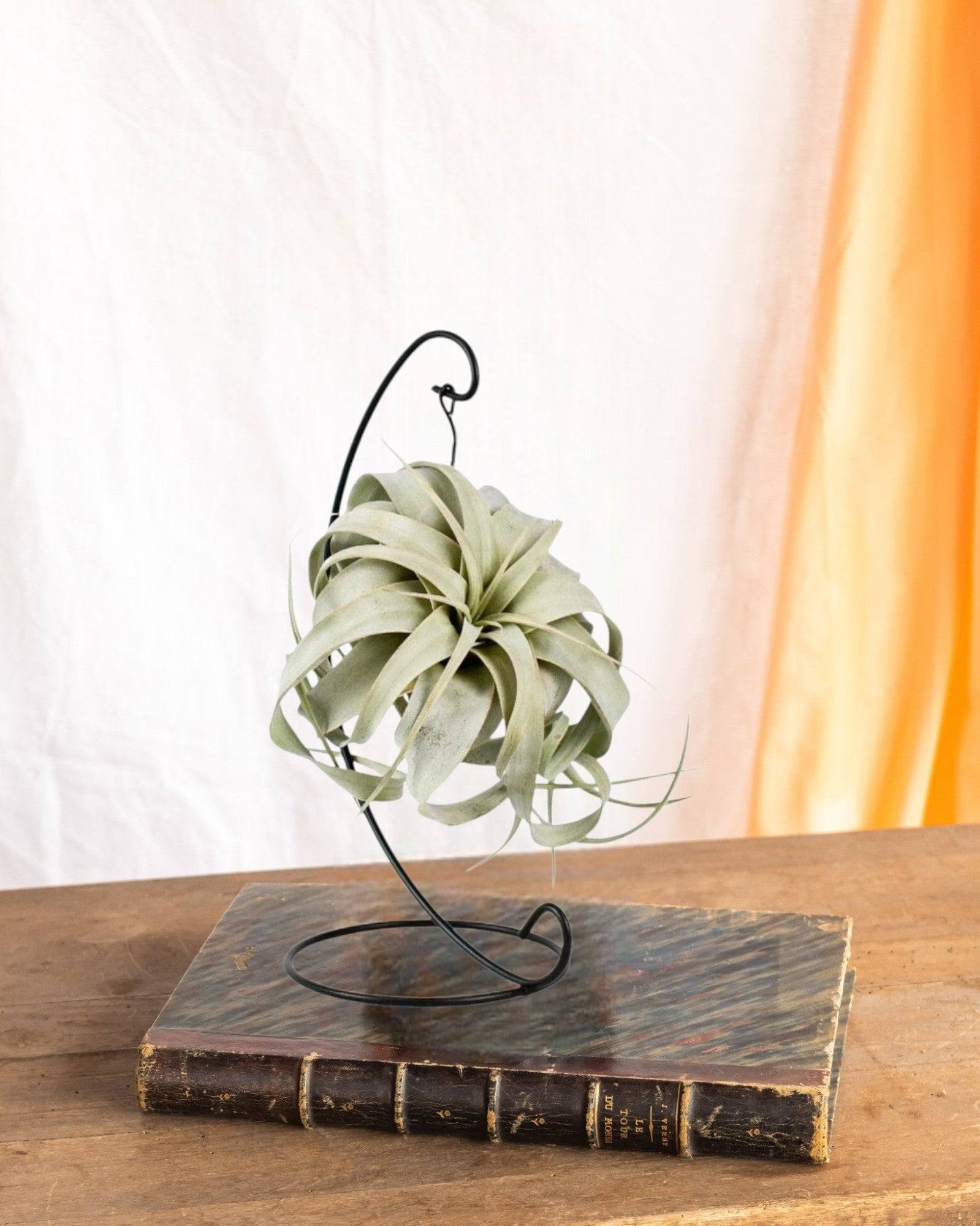 La Green Touch - Tillandsia King Xero 23cm - Plante d'intérieur- La Green Touch - Imagen 2