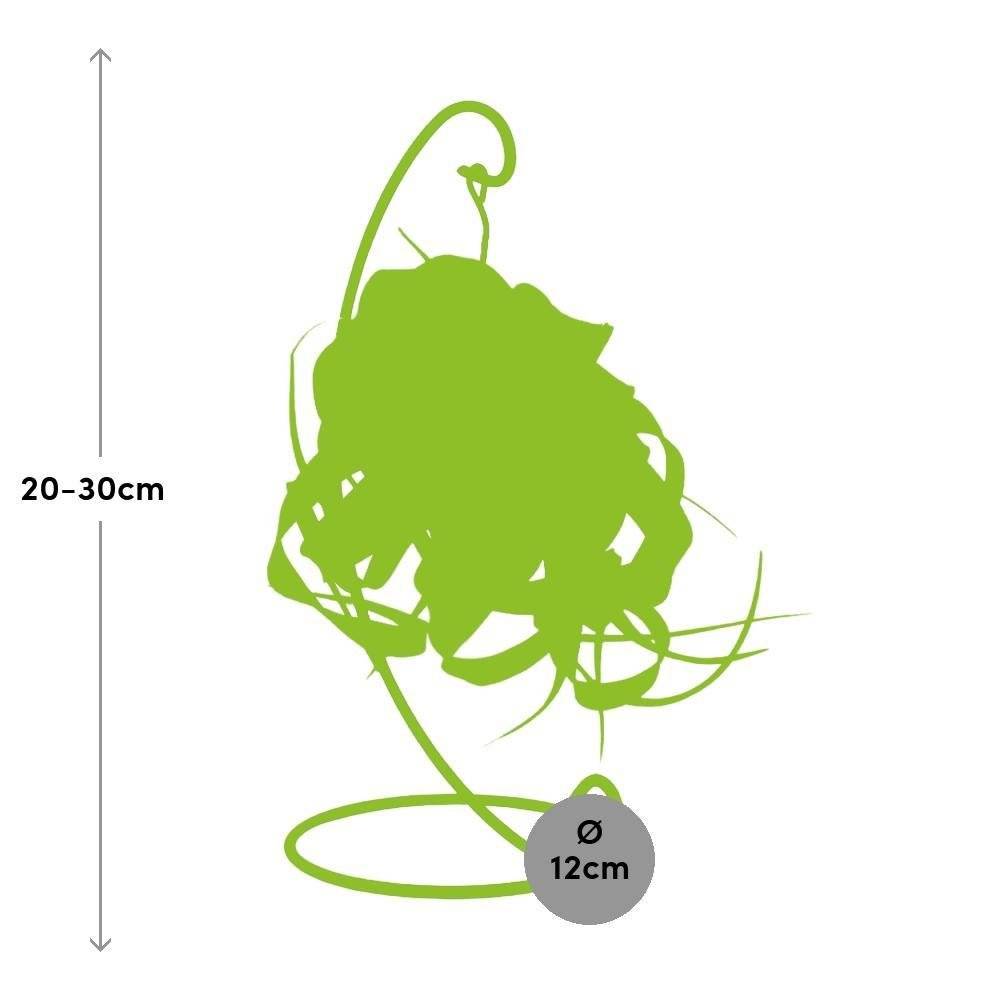 La Green Touch - Tillandsia King Xero 23cm - Plante d'intérieur- La Green Touch - Imagen 4
