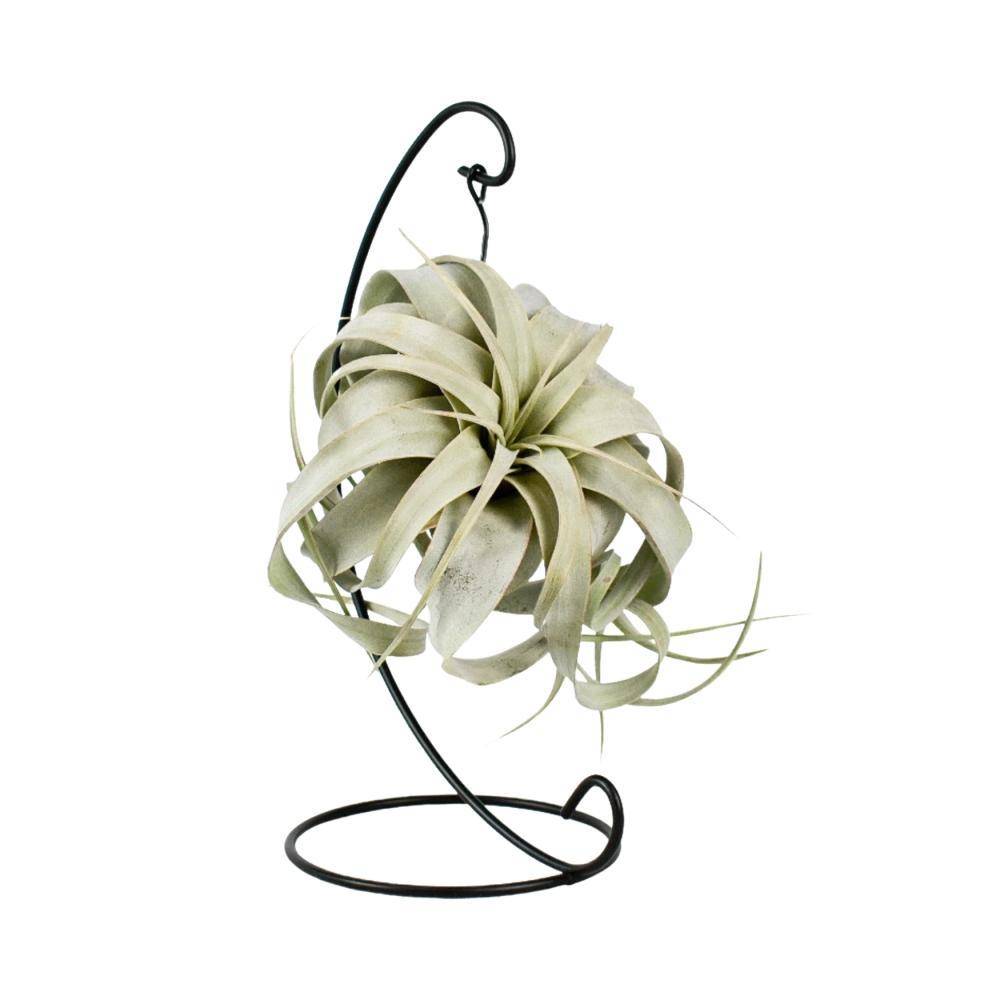 La Green Touch - Tillandsia King Xero 23cm - Plante d'intérieur- La Green Touch - Imagen 1