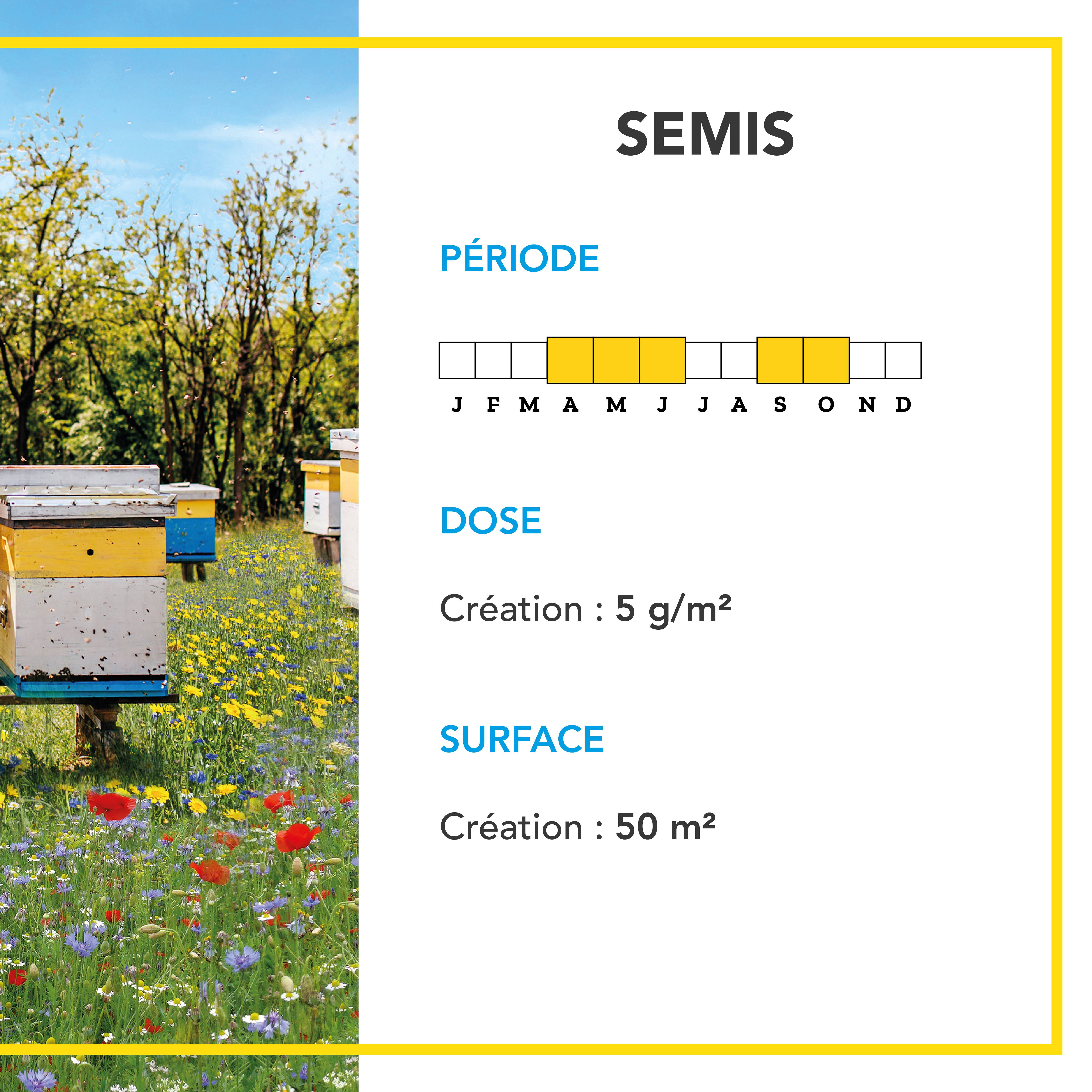 Barenbrug - Mélange Pollinisateurs - Nectar et Pollen en Abondance - Attire Papillons et Insectes Pollinisateurs - Floraison Printemps/Été - 250G - BARENBRUG - Image 4