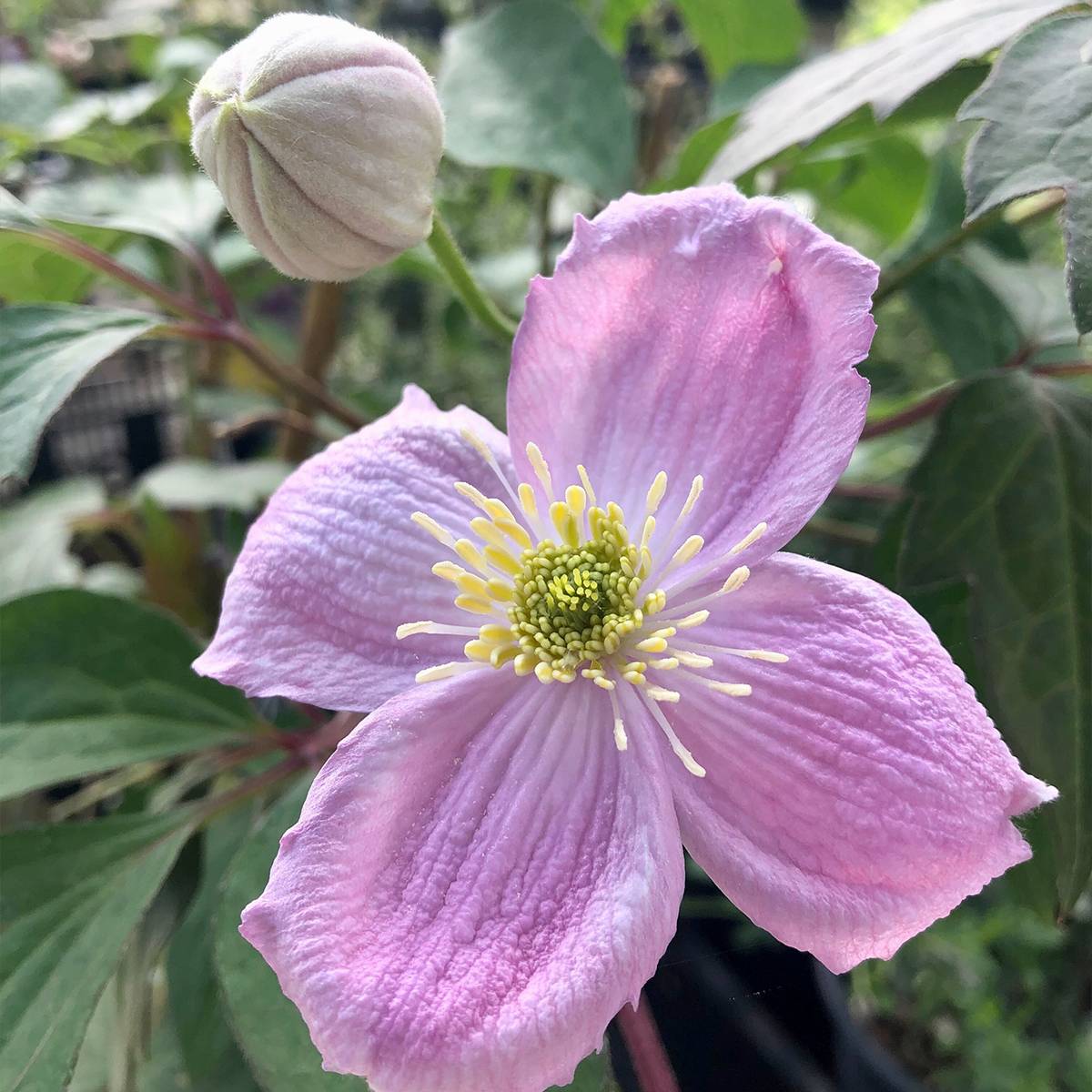Promesse de Fleurs - Clématite - Clematis montana Sans Soucis Pot de 2L/3L