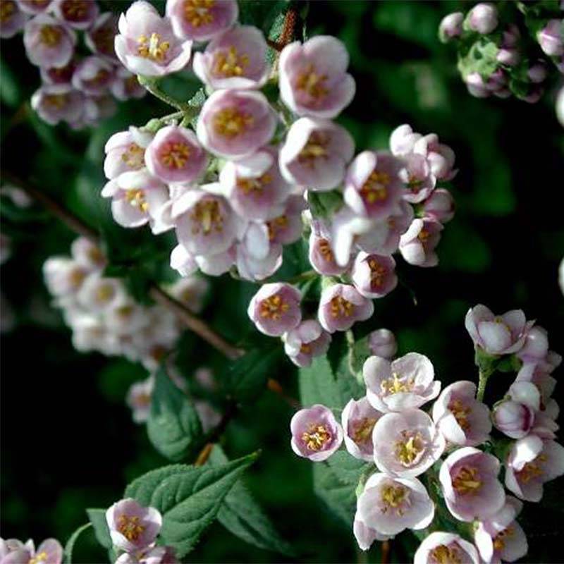 Deutzia compacta Lavender Time - Deutzie Pot de 7,5L/10L - Image 1
