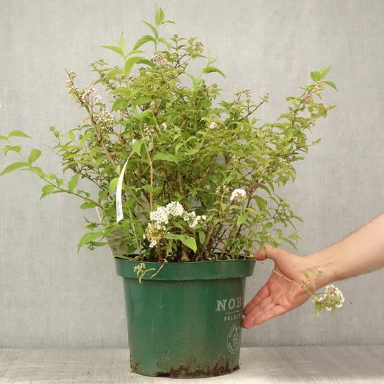 Deutzia compacta Lavender Time - Deutzie Pot de 7,5L/10L - Image 2
