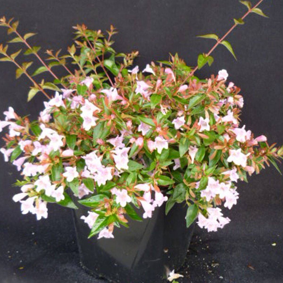 Abélie à grandes fleurs Edouard Goucher à fleurs Rose - feuillage Persistant - Pot de 4L - 40/60 cm-  hauteur à maturité De 1,00 m à 1,50 mm - Imagen 2