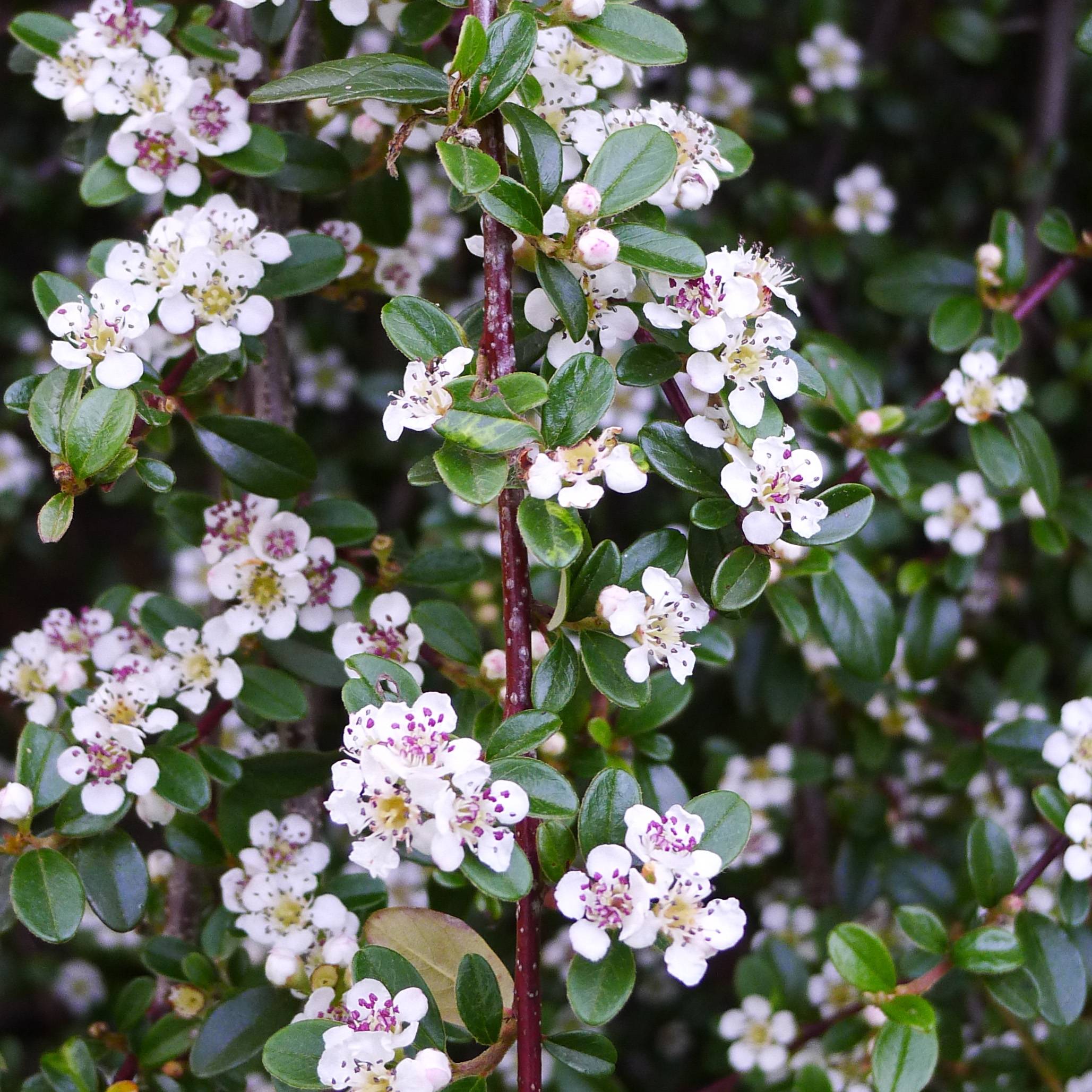 Cotoneaster procumbens Queen of Carpets Pot de 1L/1,5L