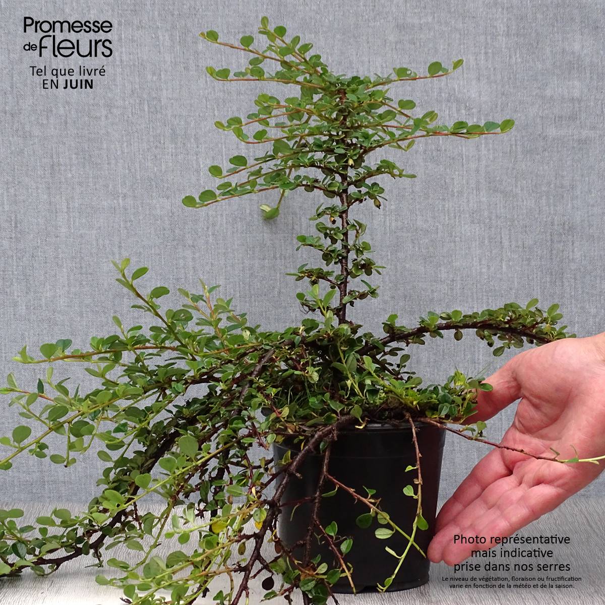 Cotoneaster procumbens Queen of Carpets Pot de 1L/1,5L - Image 2