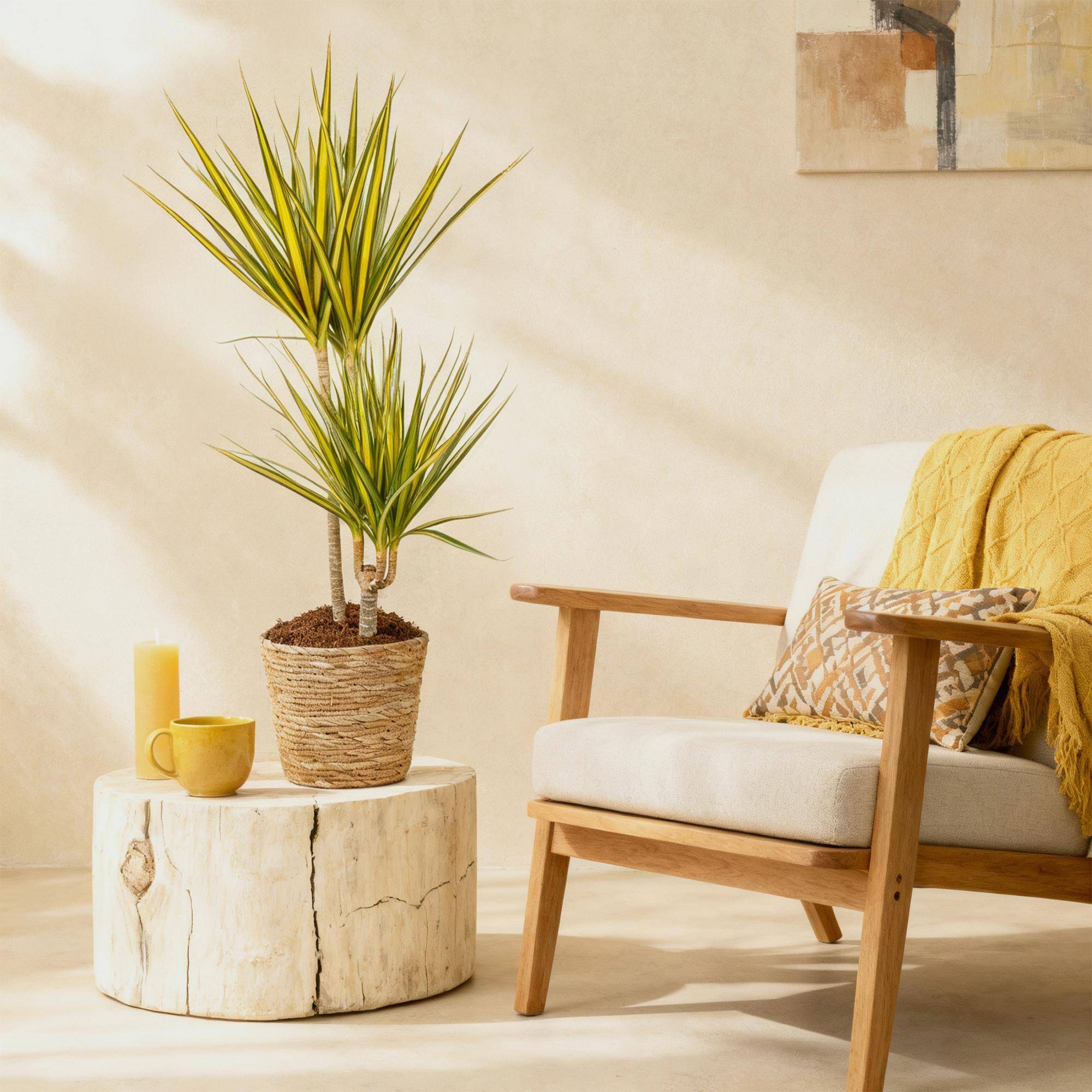 Dracaena Sunray - Pot de 21cm - Sans cache-pot - Plantes d'intérieur - Image 4