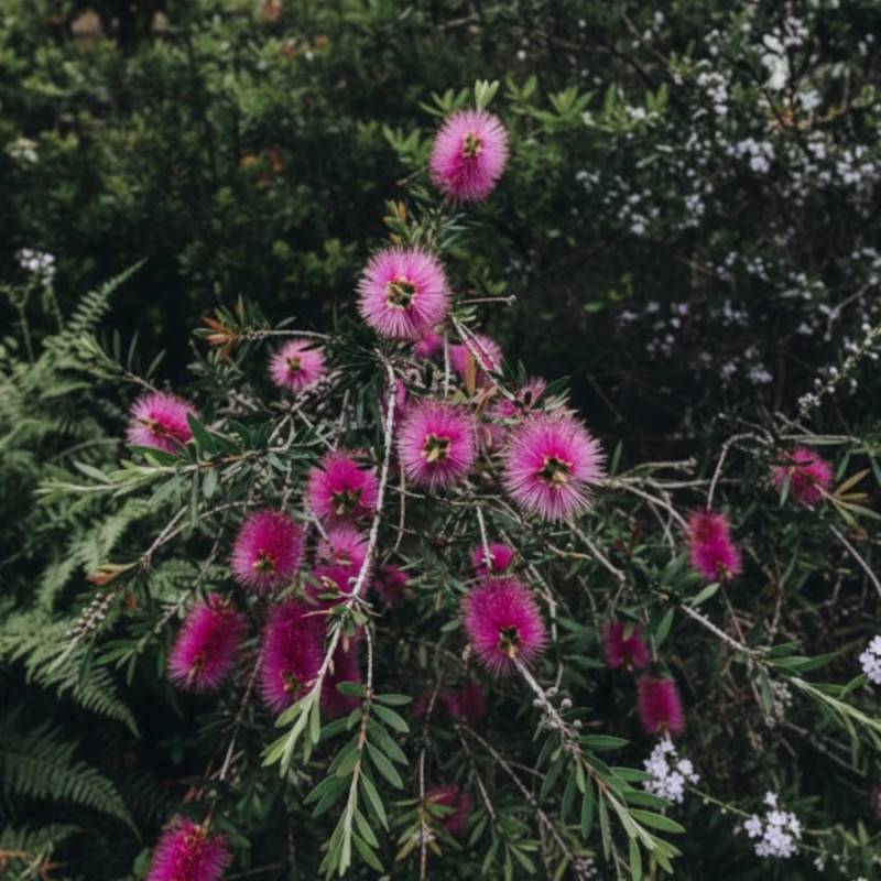 Rince-bouteilles Violaceus, Callistemon à fleurs Rose - feuillage Persistant - Pot de 7,5L - 60/80 cm-  hauteur à maturité De 1,00 m à 1,50 m - Image 3